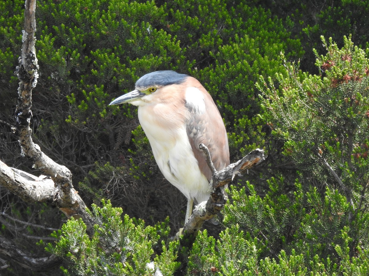 Nankeen Night Heron - ML646728717