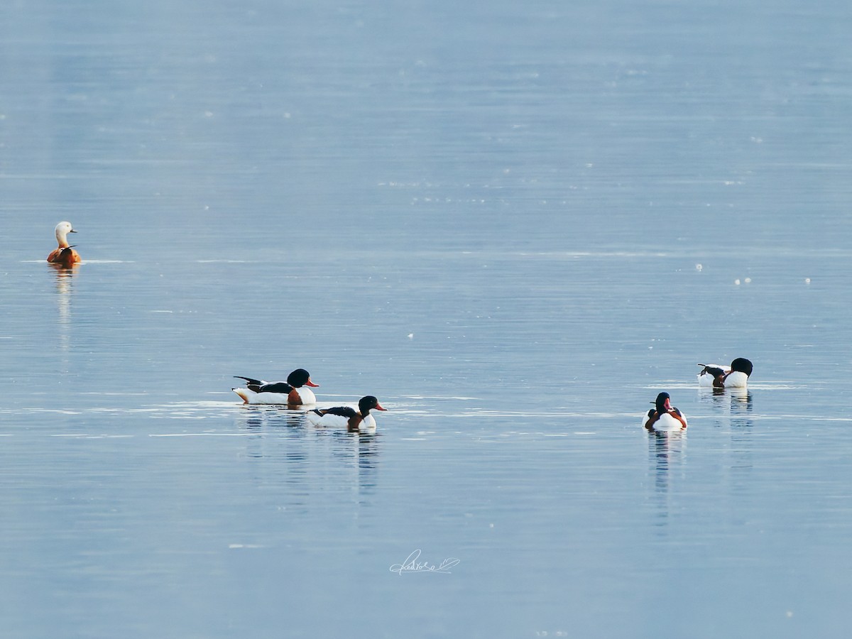 花鳧 - ML646728718