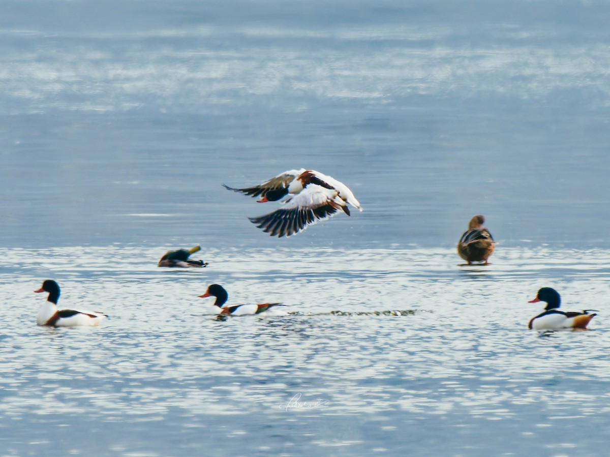 花鳧 - ML646728719