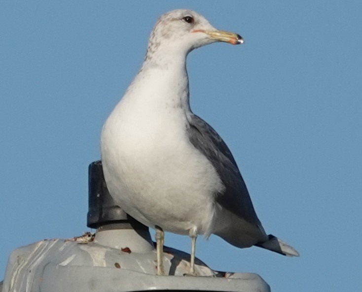 California Gull - ML646728720