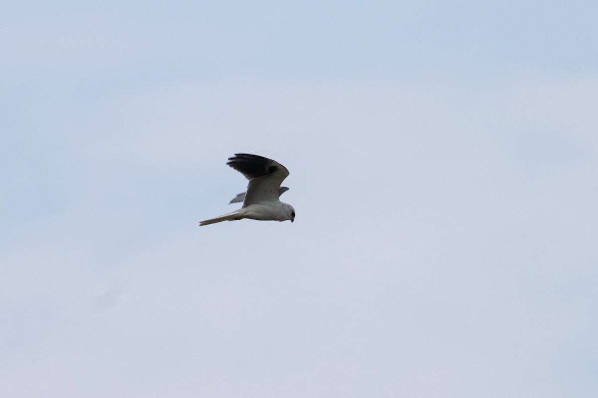 White-tailed Kite - ML646728721