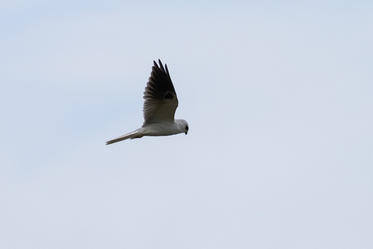 White-tailed Kite - ML646728722