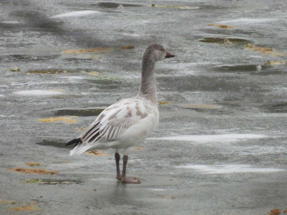 Белый гусь - ML646728723