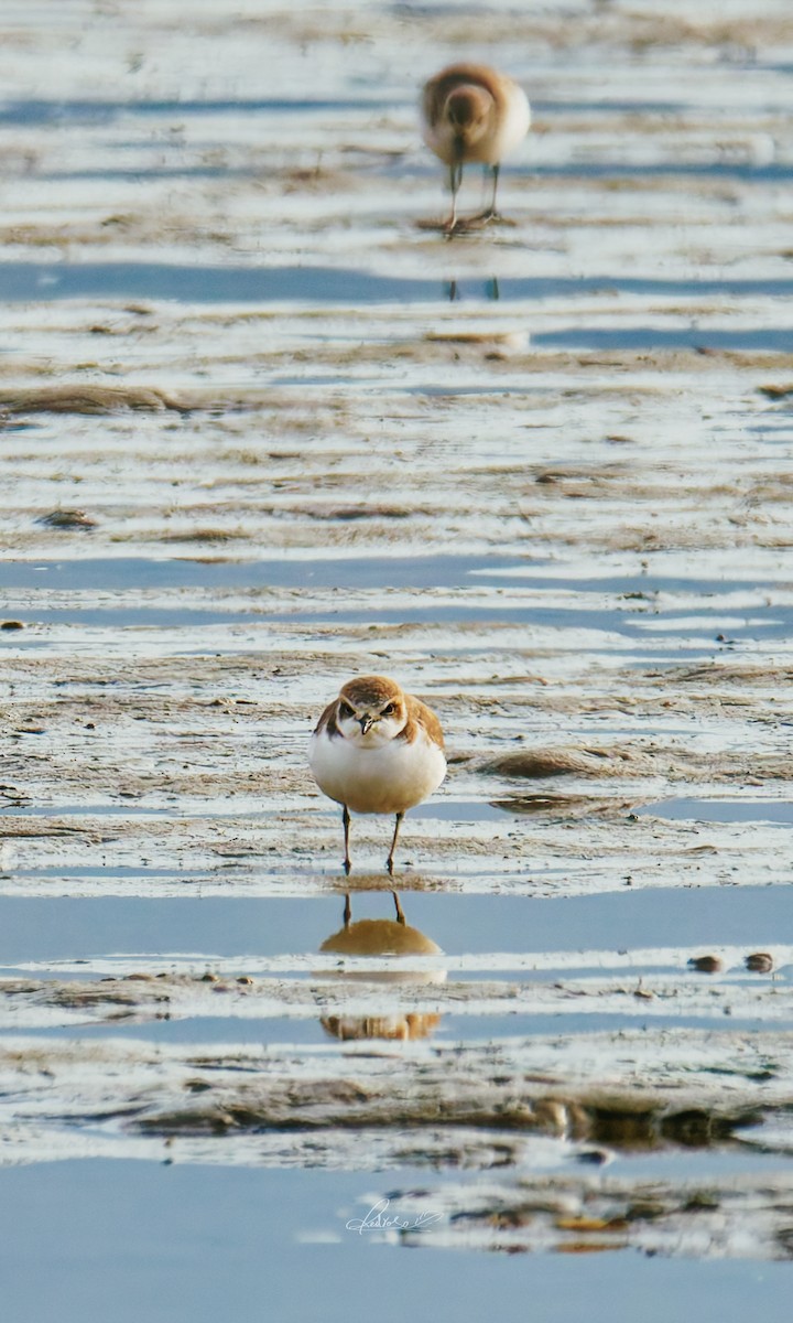 東方環頸鴴 - ML646728724