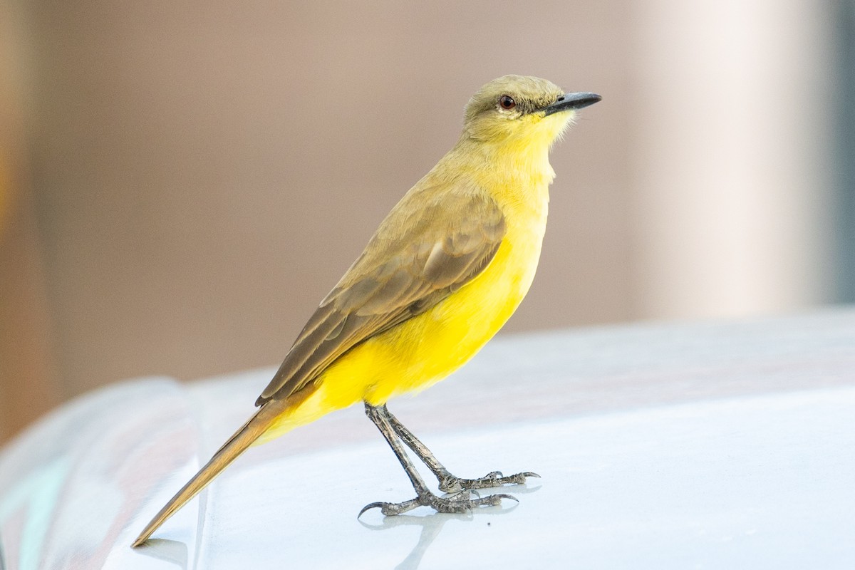 Cattle Tyrant - ML646728733