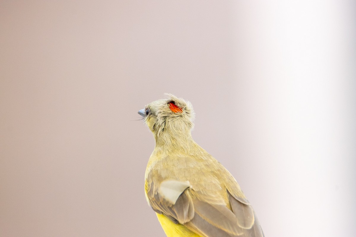 Cattle Tyrant - ML646728734