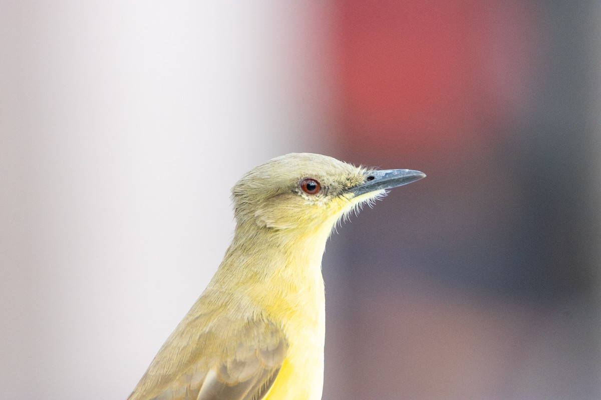 Cattle Tyrant - ML646728735