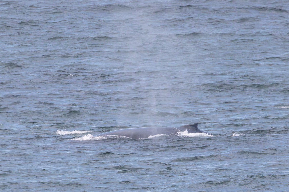 Mammals - ML646728737