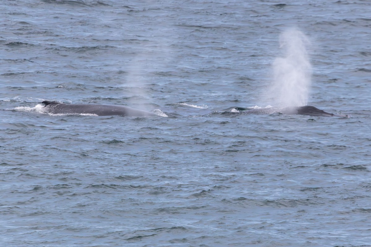 Animals - ML646728738