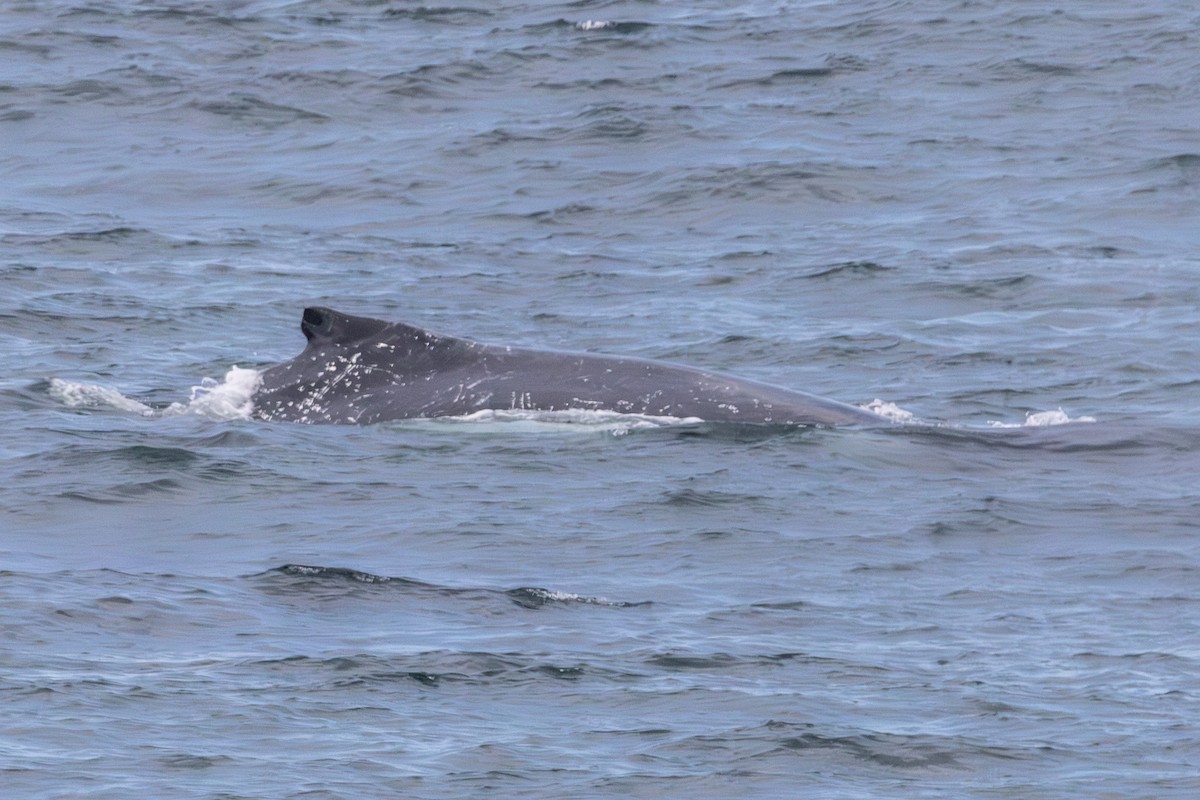 Animals - ML646728740