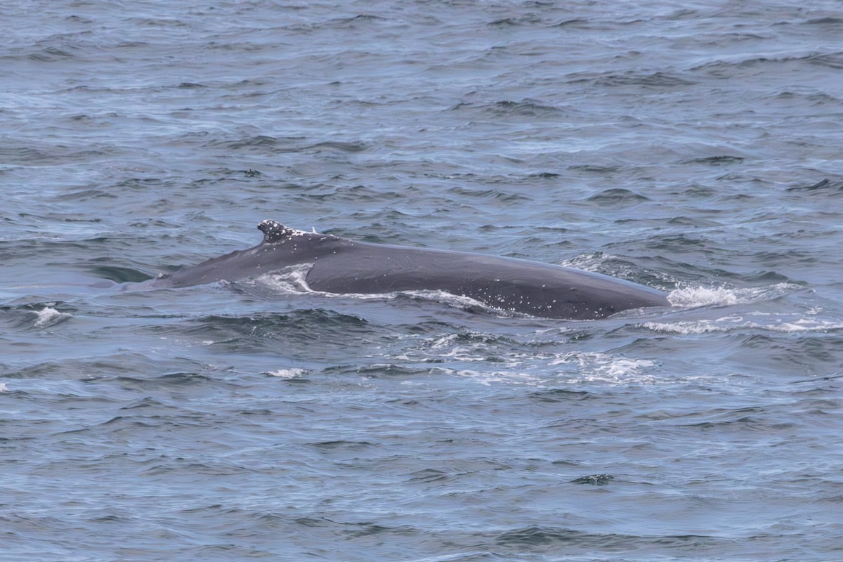 Animals - ML646728741