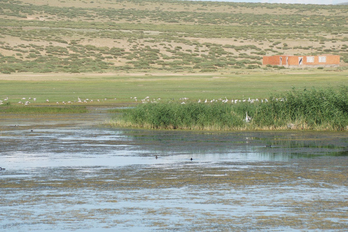 Bar-headed Goose - ML646728742