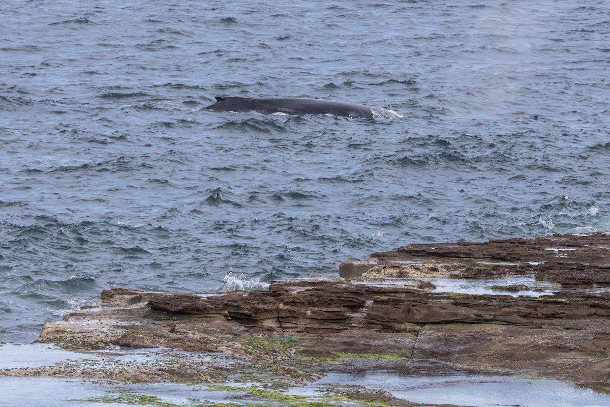 Animals - ML646728743