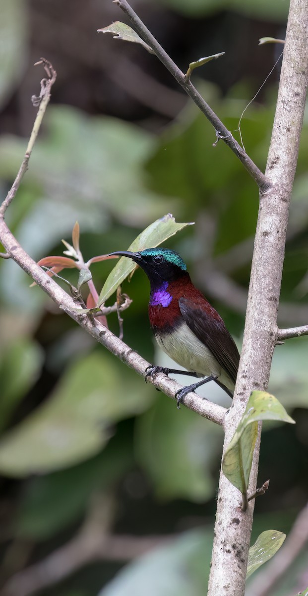 Crimson-backed Sunbird - ML646728744