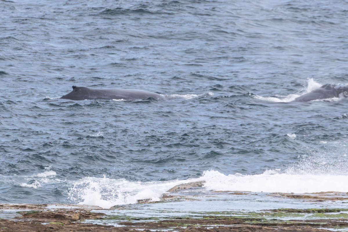 Animals - ML646728745