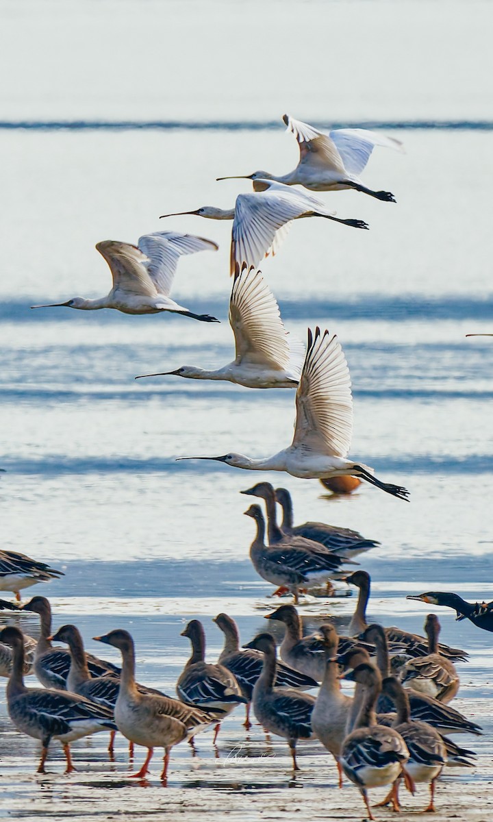 Eurasian Spoonbill - ML646728746