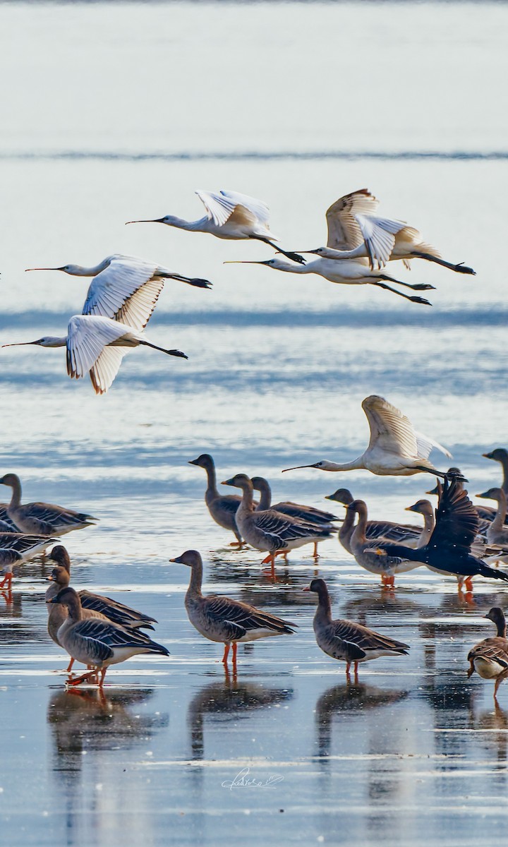 Eurasian Spoonbill - ML646728747