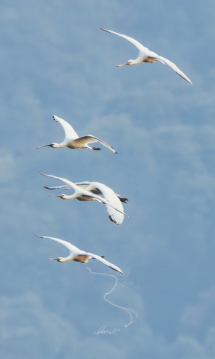 Eurasian Spoonbill - ML646728748