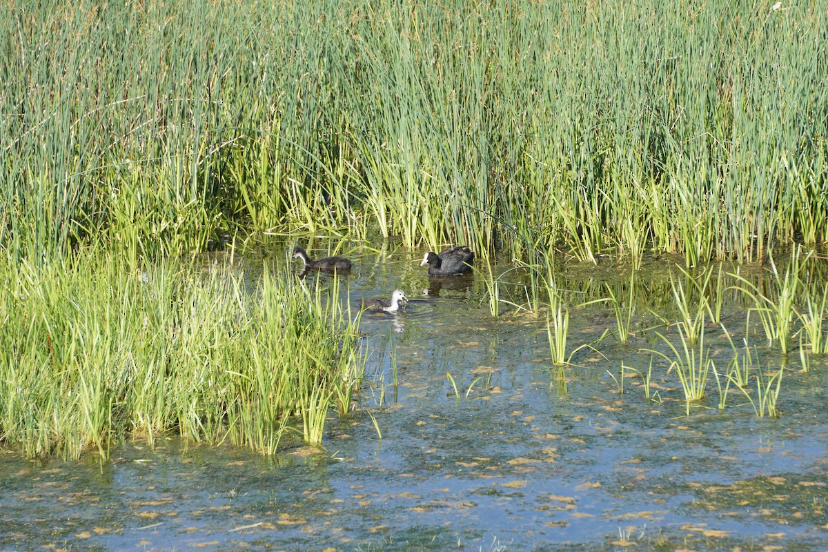 Eurasian Coot - ML646728749