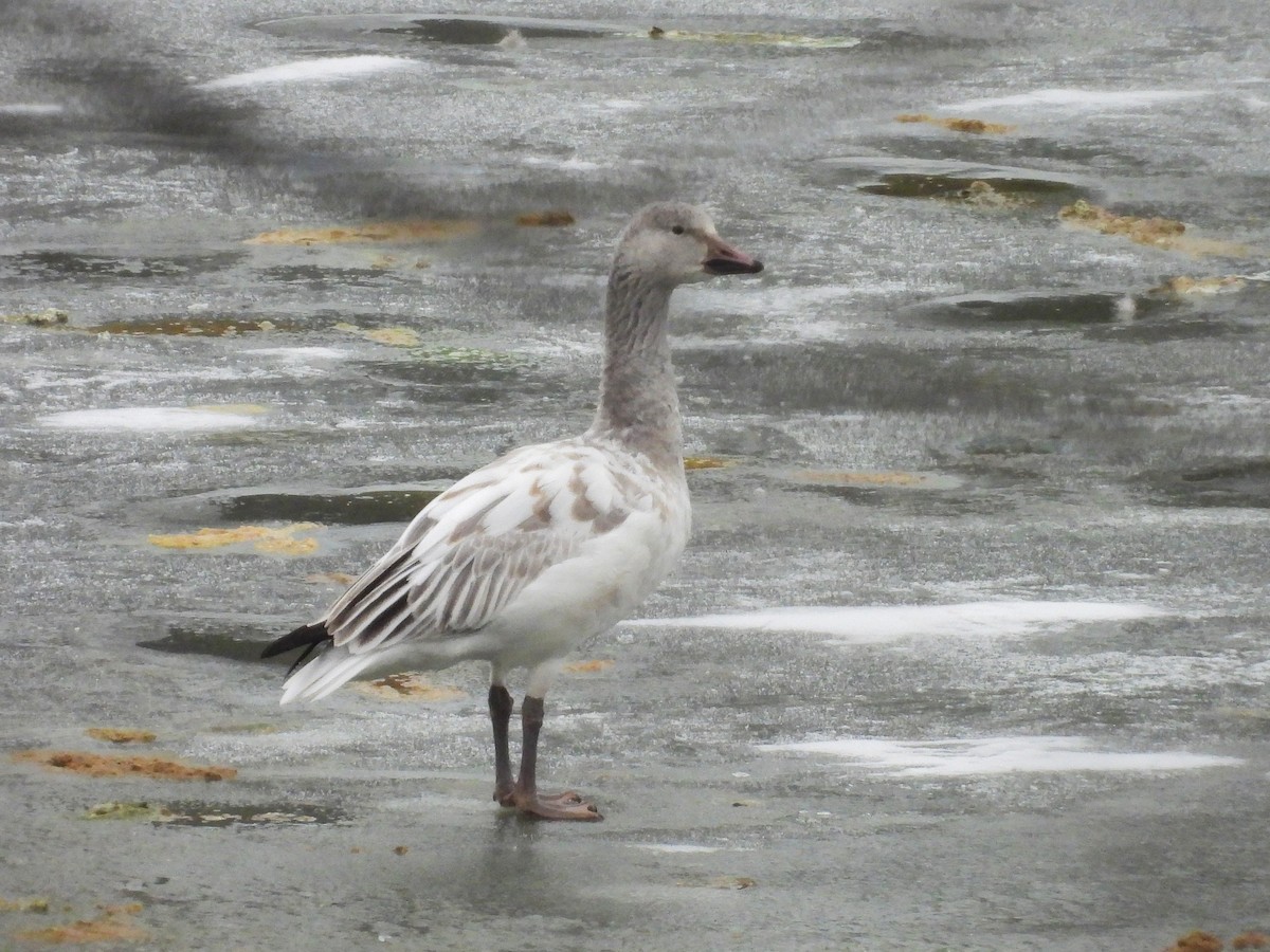 Snow Goose - ML646728751