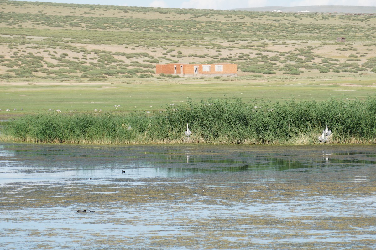 Great Egret - ML646728752