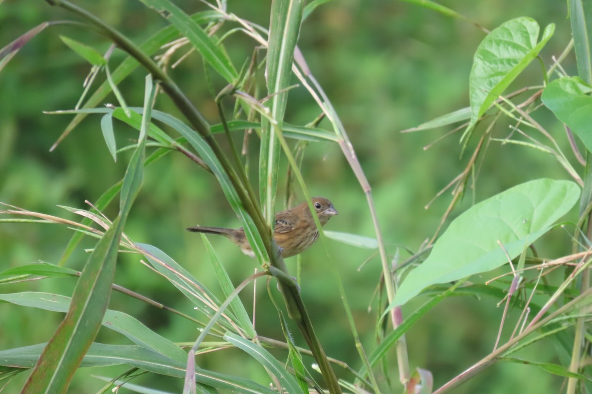 シコンヒワ - ML646728753