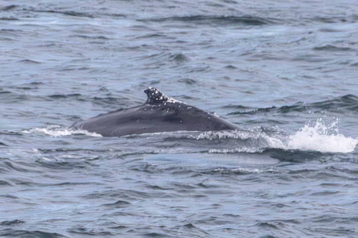 Animals - ML646728754