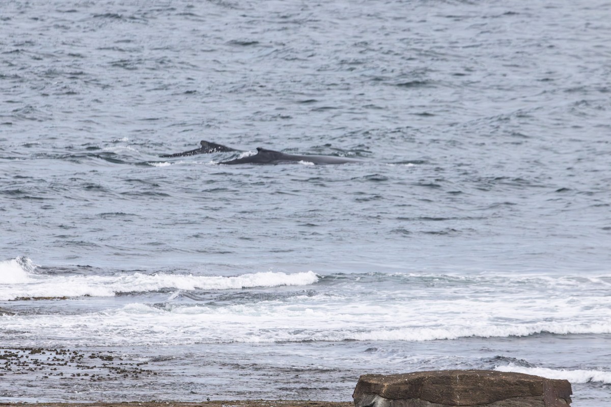 Animals - ML646728755