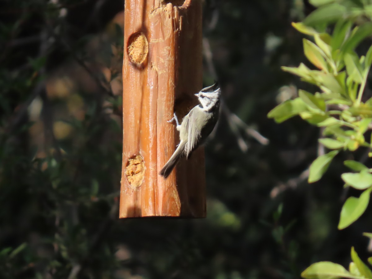 Bridled Titmouse - ML646728757