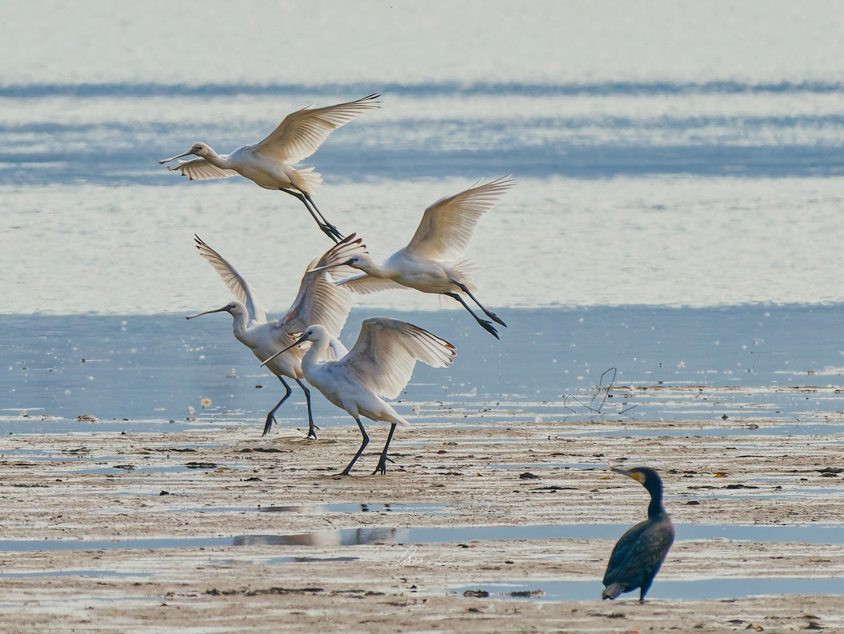 Eurasian Spoonbill - ML646728758