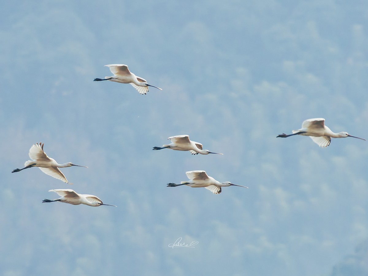 Eurasian Spoonbill - ML646728759