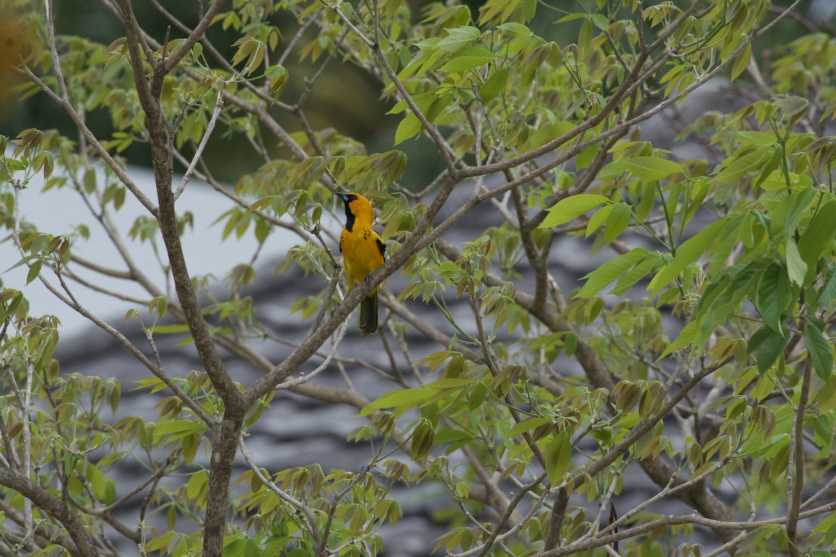 Spot-breasted Oriole - ML646728763