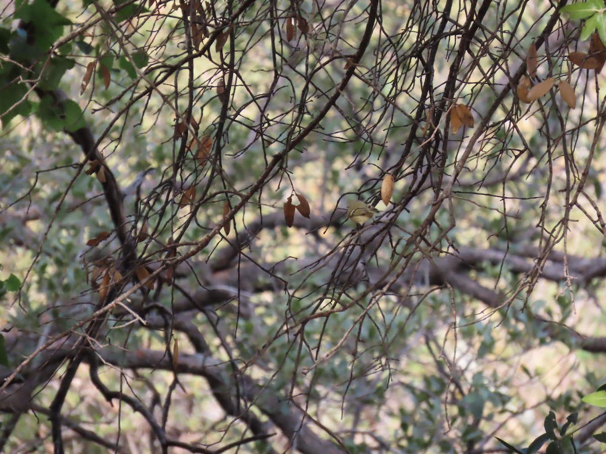 Ruby-crowned Kinglet - ML646728764