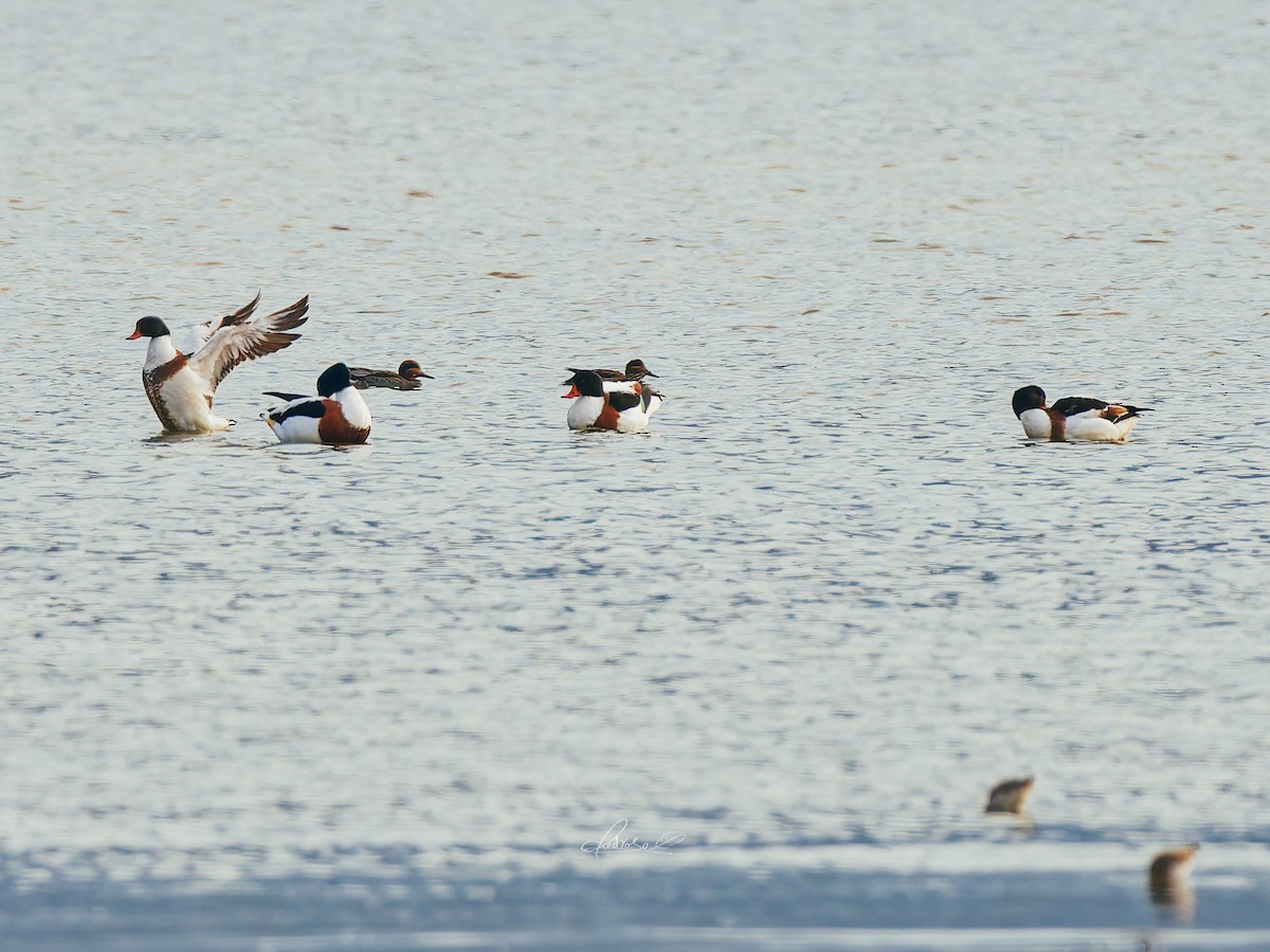 Common Shelduck - ML646728765