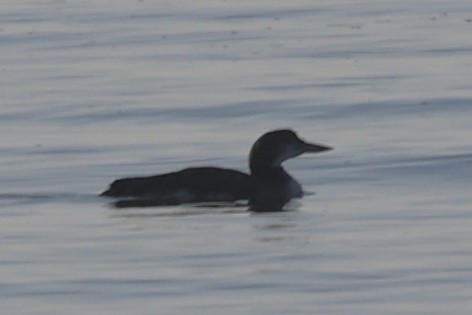 Common Loon - ML646728766