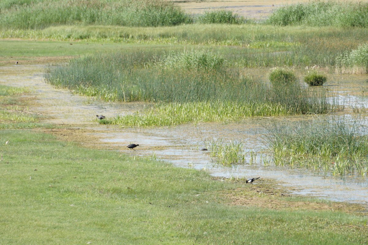 Eurasian Magpie - ML646728767