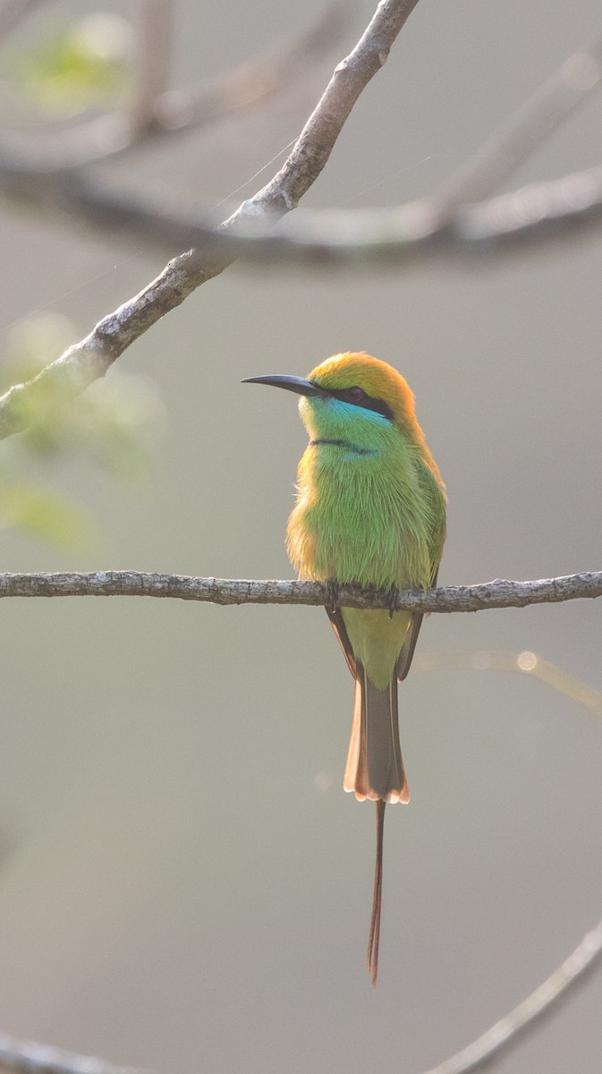 Asian Green Bee-eater - ML646728768