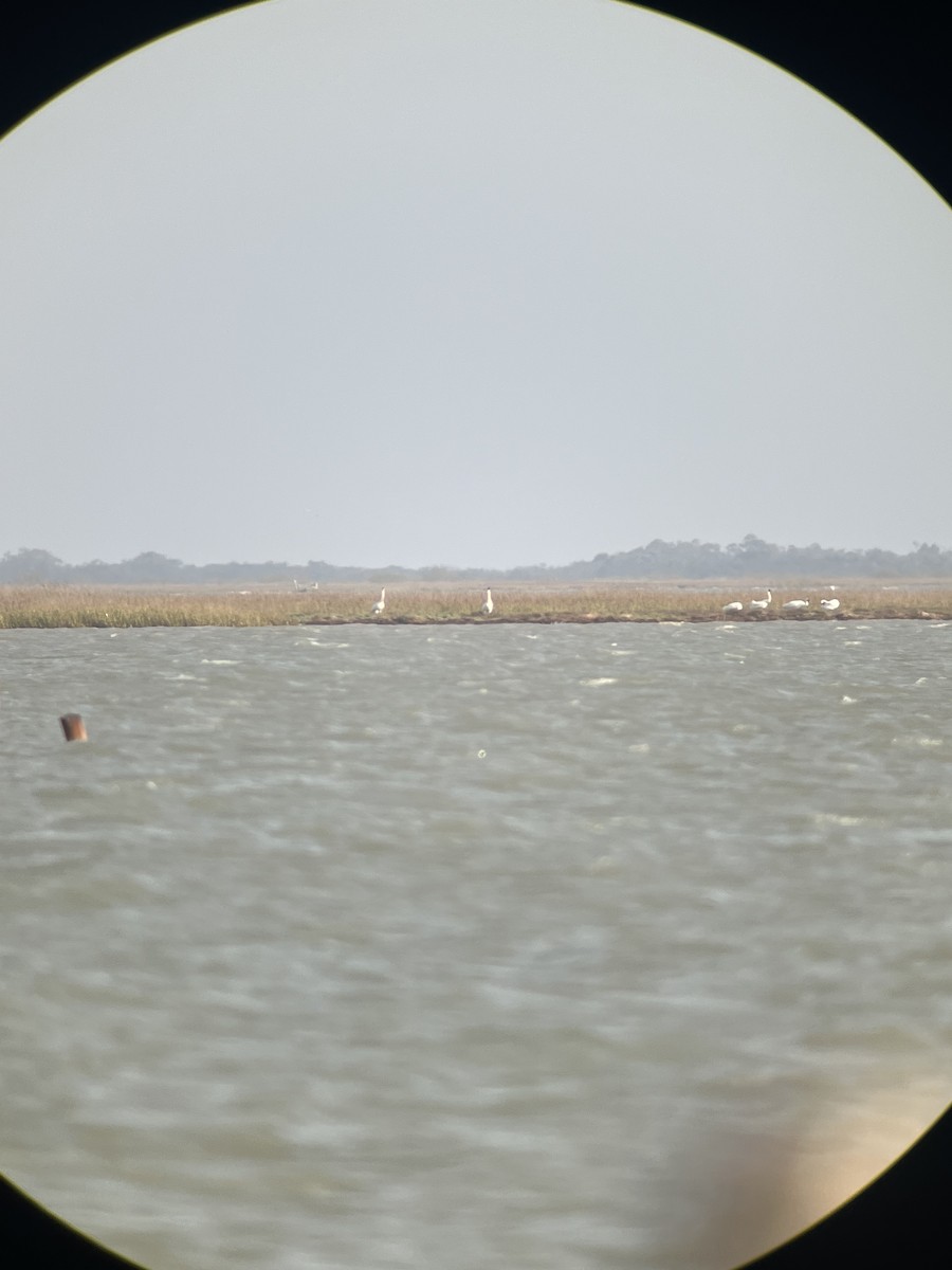 Whooping Crane - ML646728769