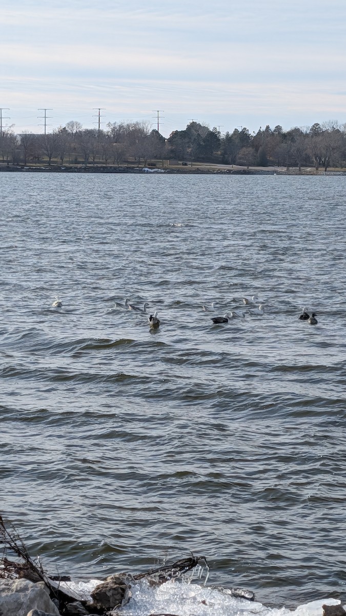 Snow Goose - ML646728770