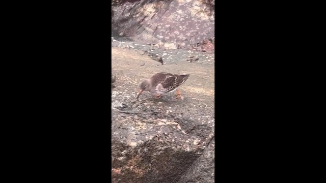 Piovanello violetto - ML646728772