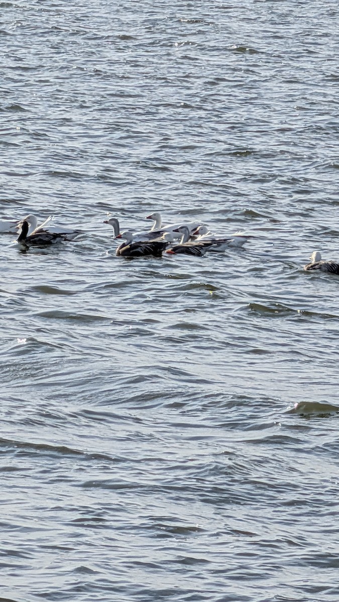 Snow Goose - ML646728773