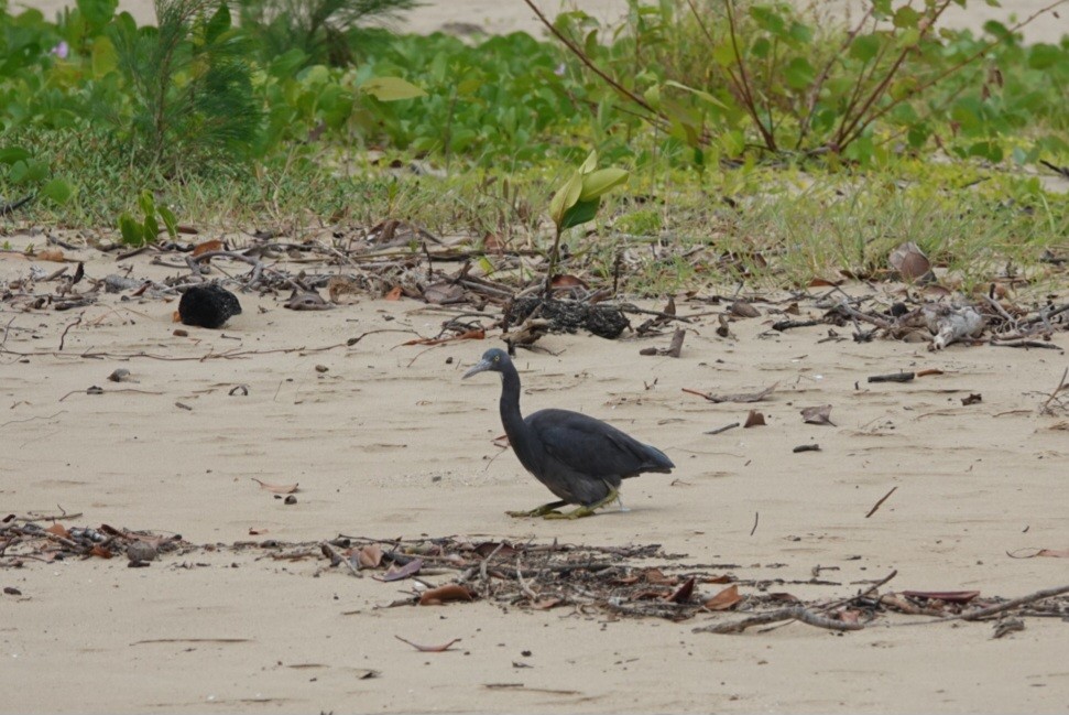 Pacific Reef-Heron - ML646728774