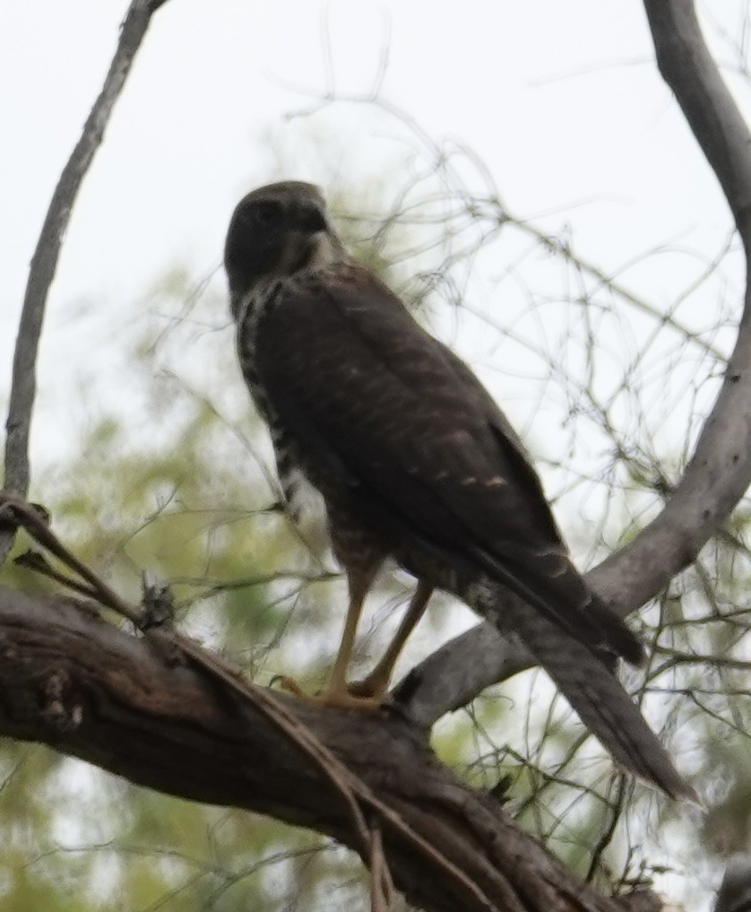 Brown Goshawk - ML646728775