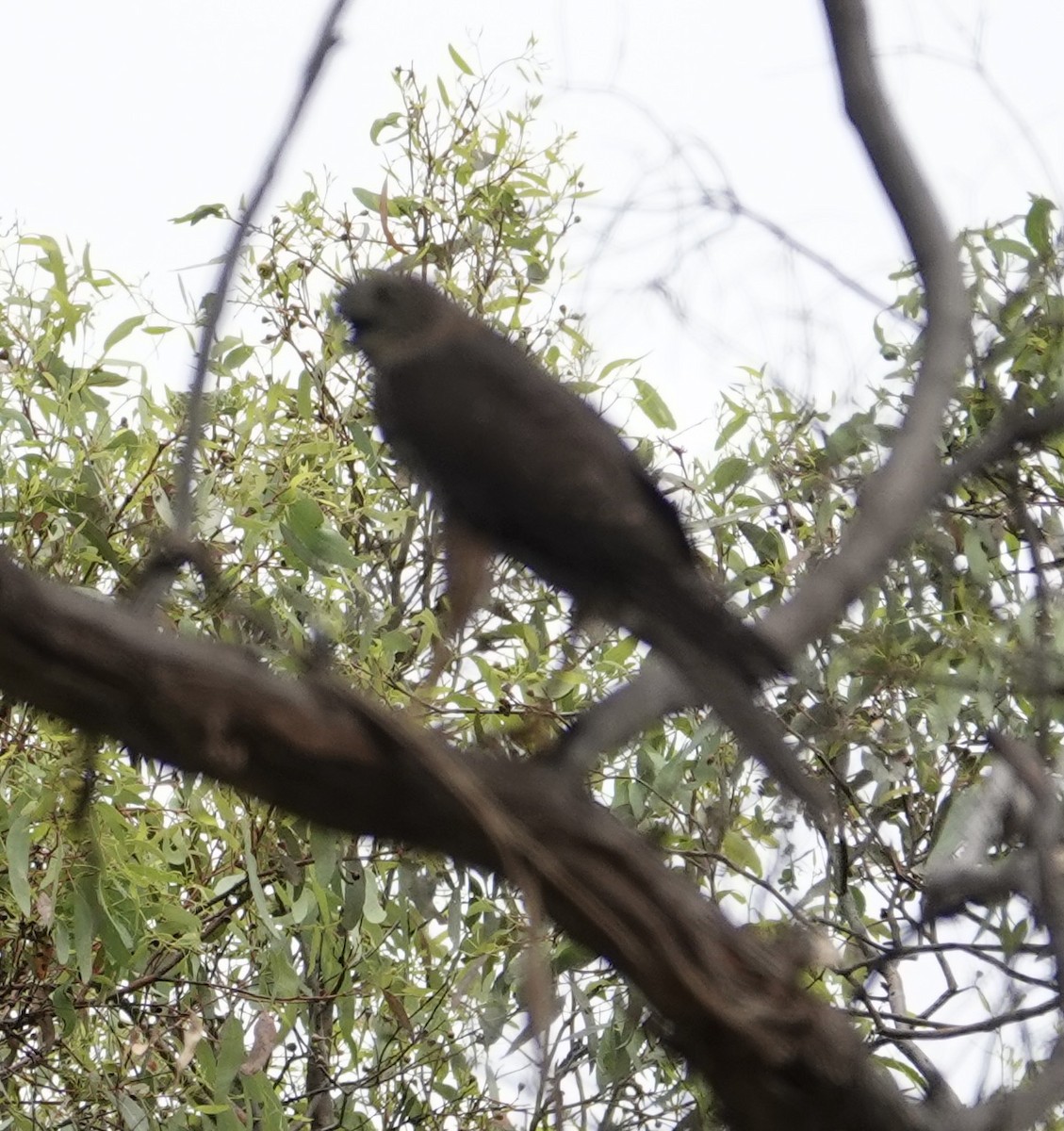 Brown Goshawk - ML646728776