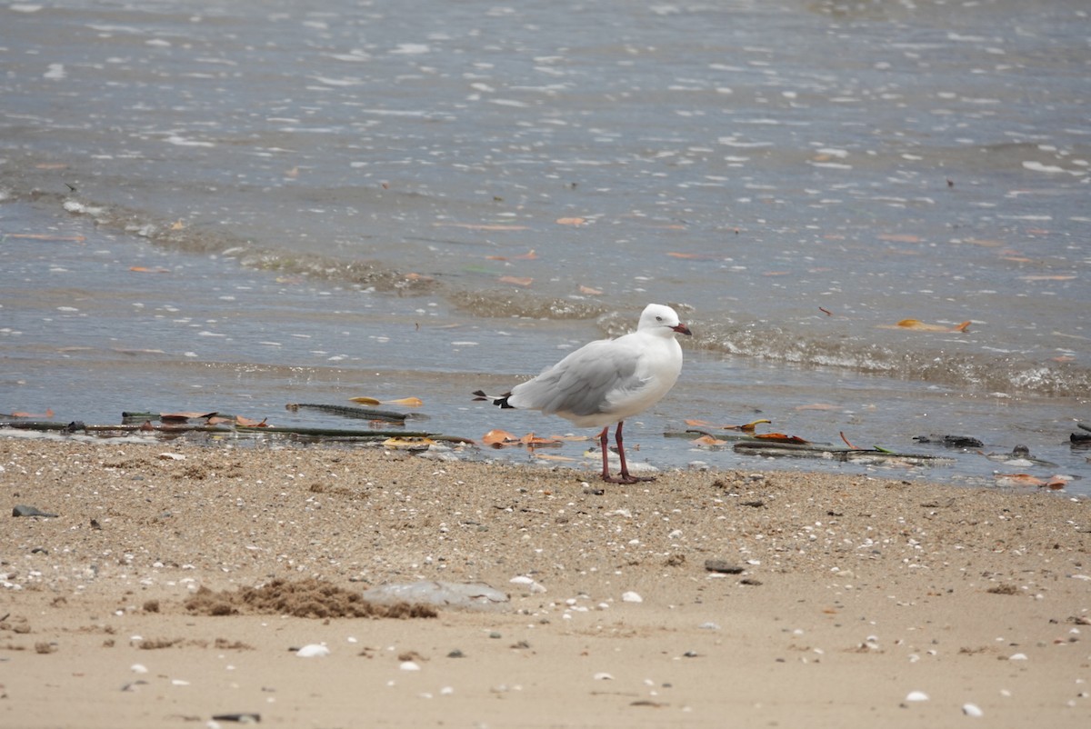 Silver Gull - ML646728777