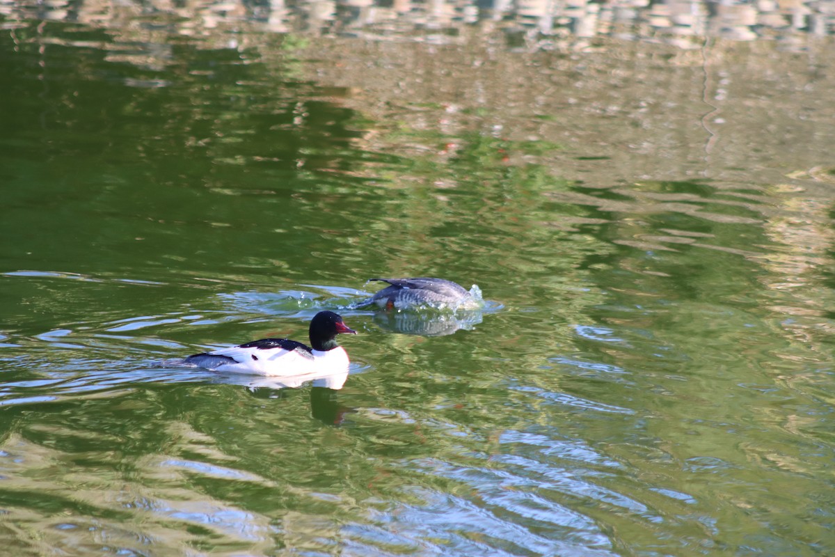 Common Merganser - ML646728783