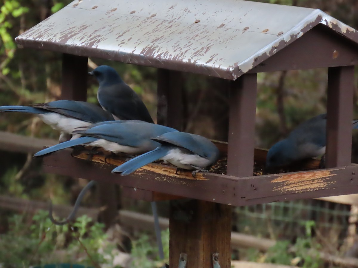 Mexican Jay (Arizona) - ML646728785