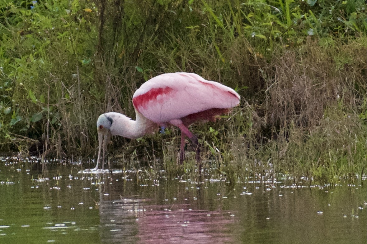 Rosalöffler - ML646728786