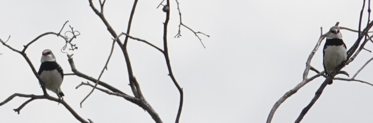 Diamond Firetail - ML646728787