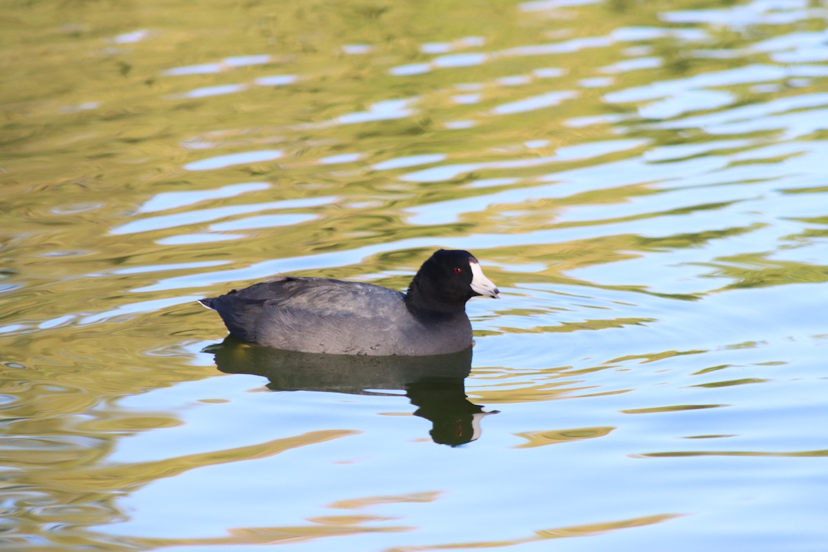 American Coot - ML646728788
